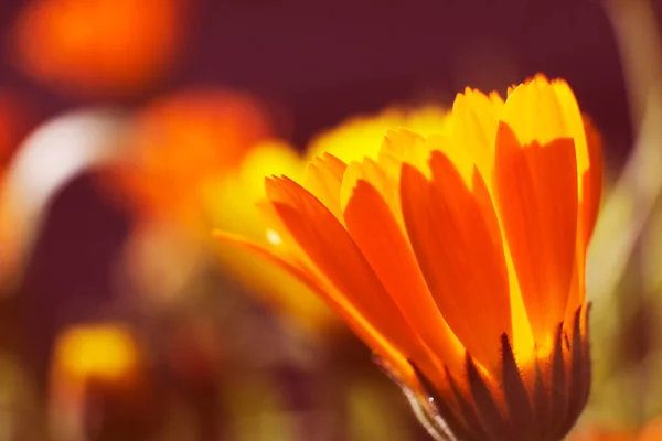 Heller Sommerhintergrund Mit Wachsenden Blumen Calendula Ringelblume — Stockfoto
