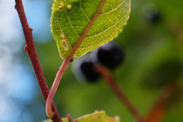 great photo. branches of the fruit of the bird cherry tree on a tree. black bird cherry. medicinal plant of bird cherry. Fresh bird cherry fruits for making butter. sunny day. summer time