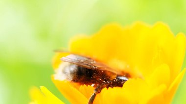 Bir yaban arısı sarı bir çiçekte nektar toplar. Çalışkan bir yaban arısı çalışır, çiçekleri döller.