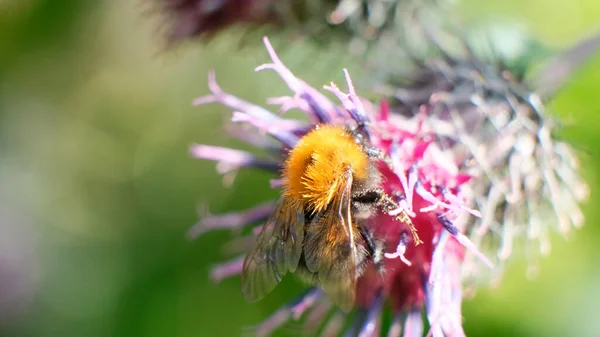 Humla Samlar Nektar Gul Blomma Hårt Arbetande Humla Arbetar Pollinerar — Stockfoto