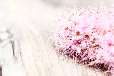 Tahta bir arka planda ince bir dal üzerinde küçük pembe Japon spirea çiçekleri. Fotoğraf için arkaplan