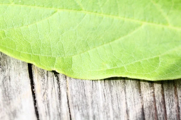 Green Leaf Old Wooden Gray Board Top View Leaf Wooden — Stock Photo, Image