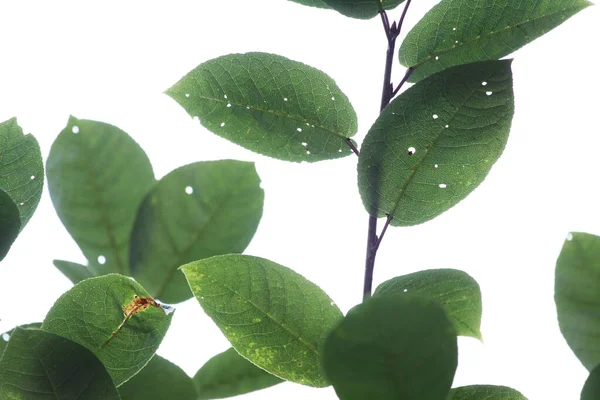Isolierte Blätter Der Vogelkirsche Von Insekten Auf Weißem Hintergrund Gefressen — Stockfoto