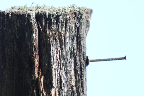 Żelazny Gwóźdź Młotkowany Krze Drzewa — Zdjęcie stockowe