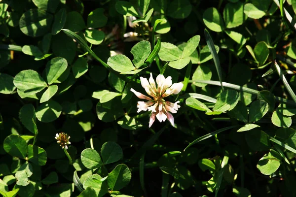 Louka Bílými Květy Jetele Holandský Jetel Trávníku Jarní Nebo Letní — Stock fotografie