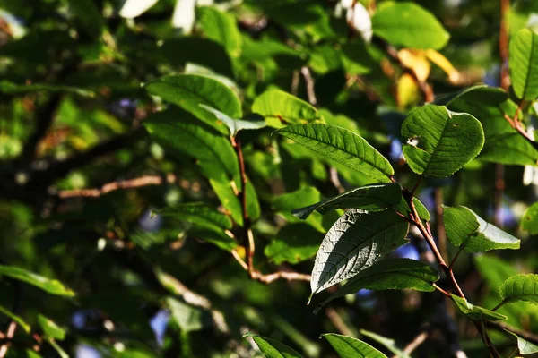 Krásné Pozadí Zelené Listí Stromů Slunci Rozmazané Pozadí Bokeh Třešňový — Stock fotografie