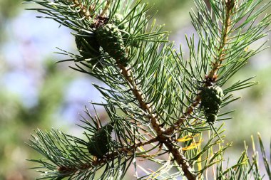 Büyük iğneli çam dalı yakın plan doğal arka plan