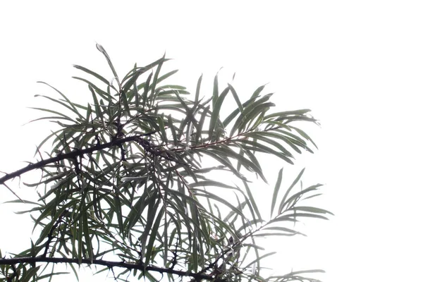 Біла Віллоу Salix Alba Гілки Білої Верби Salicaceae Family Рослинний — стокове фото