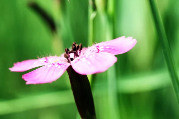 Fialové květy chrpy přírodní zelená rozmazané pozadí — Stock fotografie