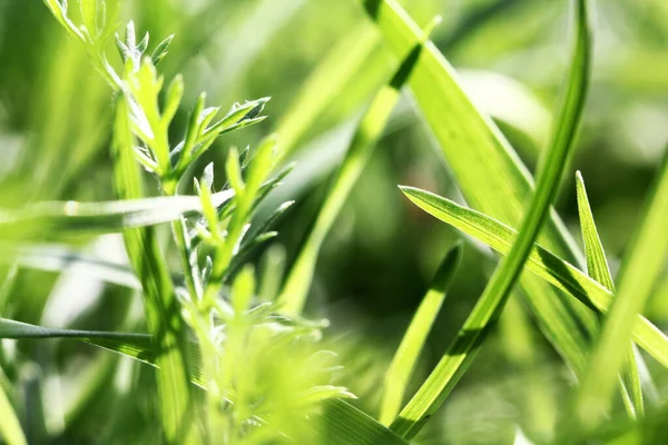 Lungo fresco verde erba texture sfondo vista del giardino erba Concetto ideale utilizzato per fare pavimentazione verde, prato per l'allenamento campo da calcio, Erba campi da golf verde prato modello testurizzato sfondo — Foto Stock