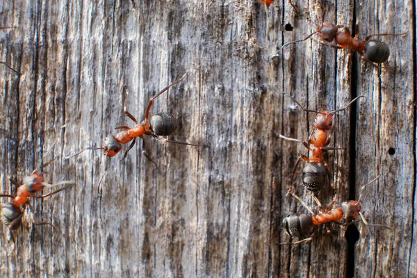 蚂蚁家族The Ant Family 宏观模式 关门了 — 图库照片