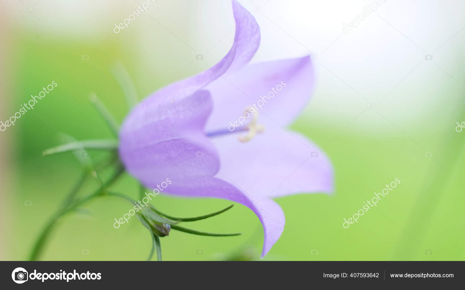 紫红色或紫色的铃铛作为背景花五彩缤纷的钟花丁香花或坎普那拉在模糊的背景上柔和的铃铛花有选择的重点 紫红色或紫色的铃铛作为背景花五彩缤纷的钟花丁香花或坎普那拉在模糊的背景上柔和的铃铛花有选择的重点