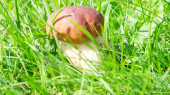 Krásný boletus edulis houbový prapor v úžasné zelené mechu. Staré magické lesní houby pozadí. Bílá houba ve slunečném dni.