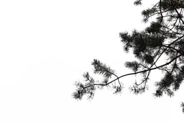 Beyaz arkaplanda çam ağaçları dalları