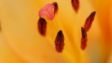 Turuncu zambak parçasının makro fotoğrafı.
