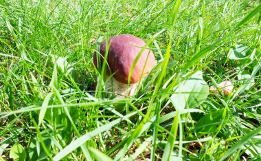 Yeşil yosunlu güzel boletus edulis mantar pankartı. Eski sihirli orman mantarları. Güneşli bir günde beyaz mantar.