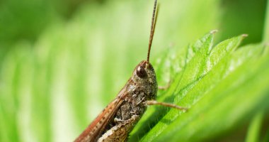 Genç çekirgeler bitki yiyor. Yeşil çekirge. böcek