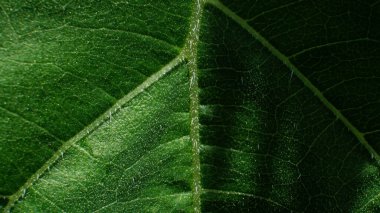 Arkasında ışık olan yeşil Yaprak dokusu.