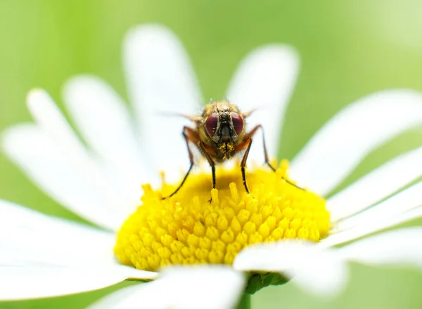 Makro Fotografie Mouchy Heřmánku — Stock fotografie