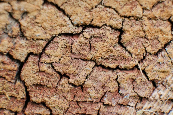 Chinks Bukan Tunggul Tua Untuk Latar Belakang Dan Tekstur Wallpaper — Stok Foto