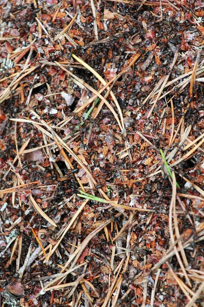 Ant Family Ants Macro Photo Mink Ground Ants Working Production — Stock Photo, Image