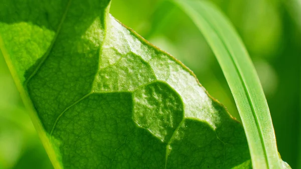 Folha Verde Textura Fundo Com Luz Por Trás — Fotografia de Stock