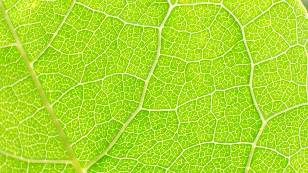 Arkasında ışık olan yeşil Yaprak dokusu.