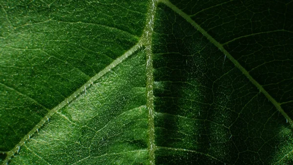 Green Leaf Texture Background Light — Stock Photo, Image