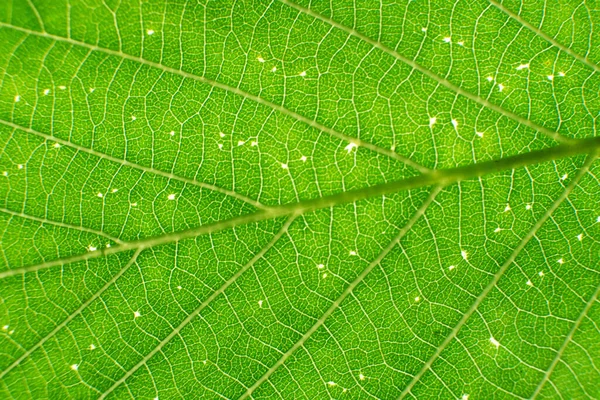 Green Leaf Texture Background Light — Stock Photo, Image