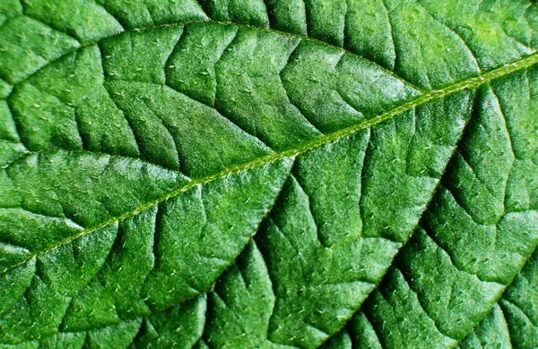 Fondo Textura Hoja Verde Con Luz Detrás —  Fotos de Stock