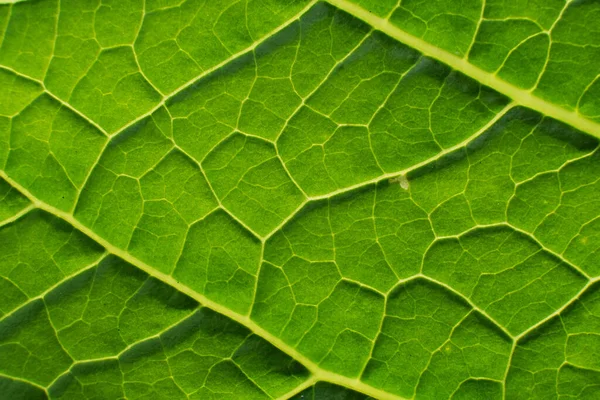 Green Leaf Texture Background Light — Stock Photo, Image