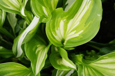 Arkasında ışık olan yeşil Yaprak dokusu.