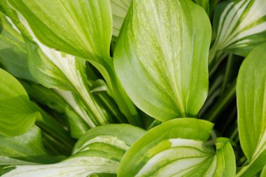 Arkasında ışık olan yeşil Yaprak dokusu.