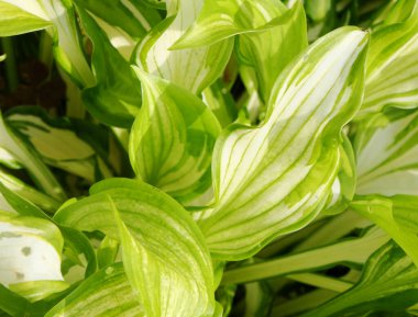 Arkasında ışık olan yeşil Yaprak dokusu.