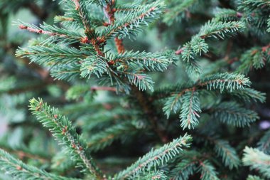 Spruce şubesi. İğneli ladin çok güzel bir dalı. Doğadaki Noel ağacı. Yeşil ladin. Spruce yaklaş..