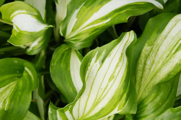 Arkasında ışık olan yeşil Yaprak dokusu.