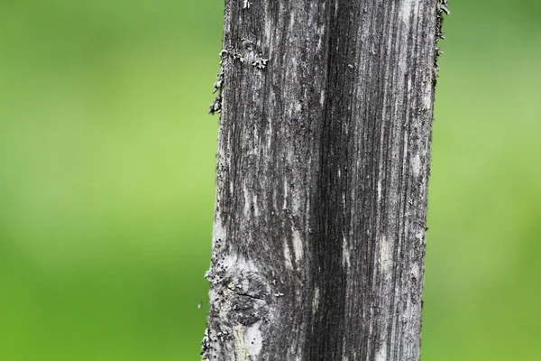 Régi Textúrájú Felületi Közelkép Moss Dombormű Felszínen Stock Fotó Régi — Stock Fotó