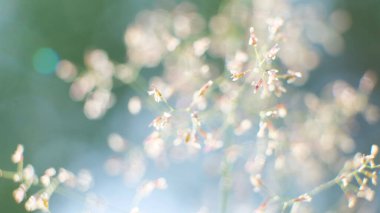 Güneşli bir günde çayır bayramı. Yakın plan.