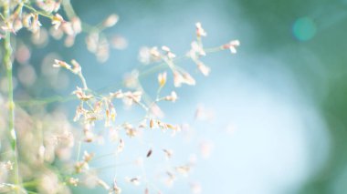 Güneşli bir günde çayır bayramı. Yakın plan.