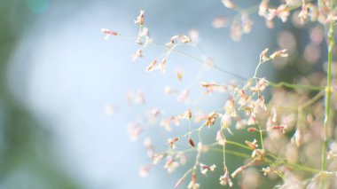 Güneşli bir günde çayır bayramı. Yakın plan.