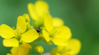 Yeşil çimen arka planında, Düğünçiçeği sarı çiçekleri. Ranunculus acris acris otlağı, uzun düğün çiçeği, kocaman bir düğün çiçeği. Yakın çekim, seçici odaklanma