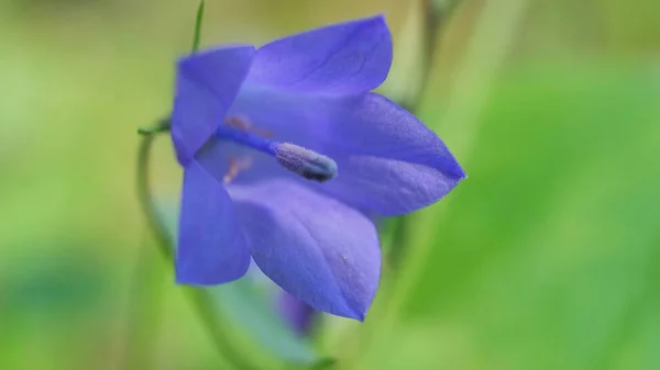 Cloche Violette Violette Fleurs Campanula Comme Fond Des Fleurs Colorées — Photo
