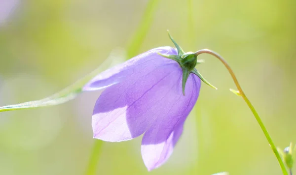 Violet or purple bell flowers Campanula as background. Colorful bellflowers. Lilac flowers or Campanula on blurred background. Gentle bell flower. Selective focus.