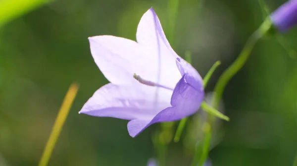 Violet or purple bell flowers Campanula as background. Colorful bellflowers. Lilac flowers or Campanula on blurred background. Gentle bell flower. Selective focus.