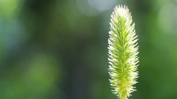 Fescue Prato Una Giornata Sole Luminoso Primo Piano — Foto Stock