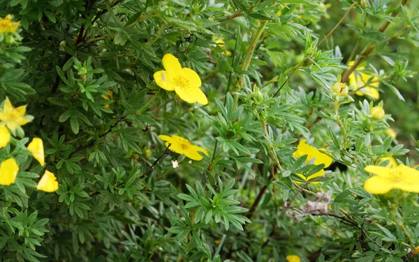 Коммон Бабочка Желтые Цветы Зеленом Фоне Травы Ranunculus Acris Луговой — стоковое фото