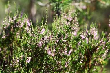 Yaz çiçekleri ve fundalıklar. Çan çalısı, Erica Calluna vulgaris güneş ışığında pembeleşir.