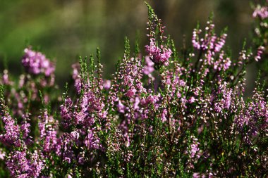 Yaz çiçekleri ve fundalıklar. Çan çalısı, Erica Calluna vulgaris güneş ışığında pembeleşir.