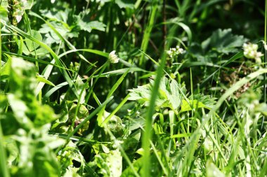 Parlak güneşli bir günde çayır çimenliği. Kapat.