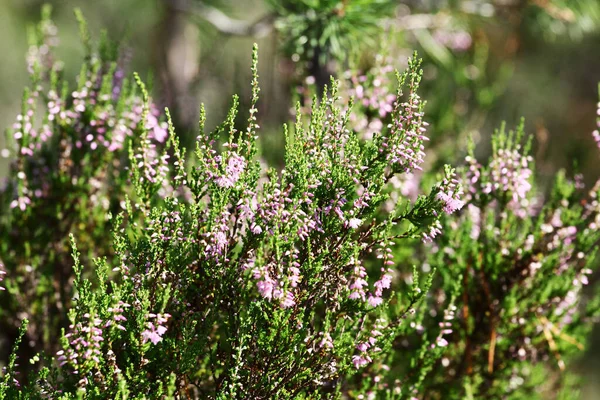 Sommarblommor Och Heath Klockljung Erica Calluna Vulgaris Blommar Rosa Solljuset — Stockfoto